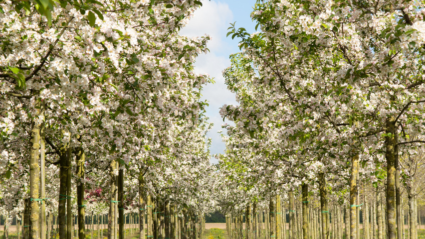 Malus 'Red Sentinel' haute tige