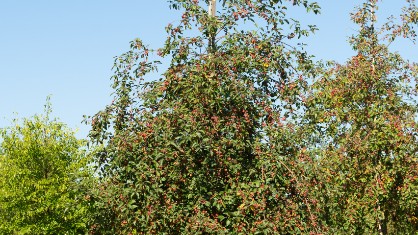 Malus 'Red Sentinel' haute tige
