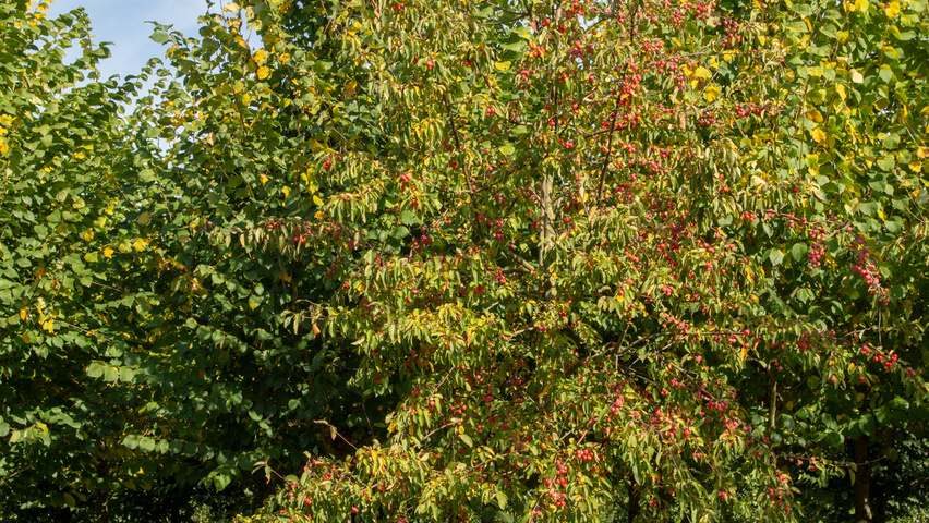 Malus 'Red Sentinel' haute tige