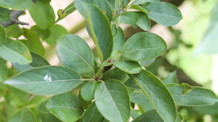 Malus 'Red Sentinel' Feuilles