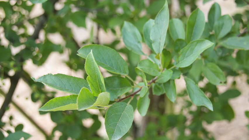 Malus 'Red Sentinel' Feuilles