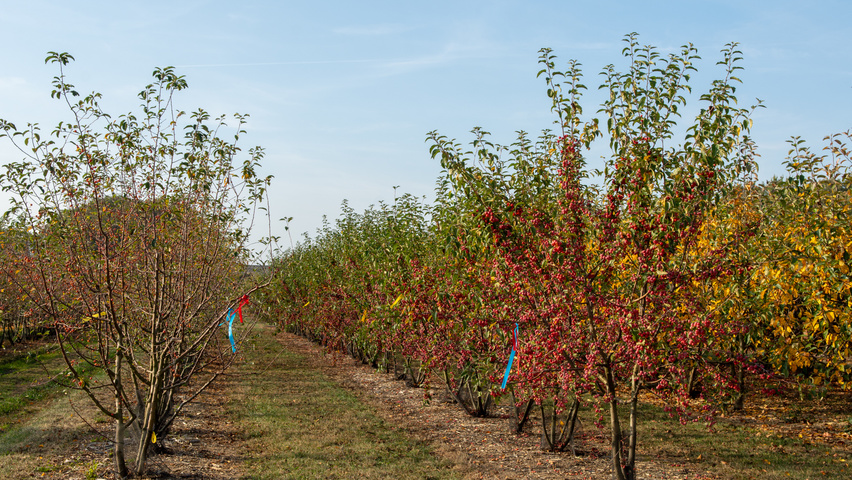 Malus 'Red Sentinel' multi-troncs