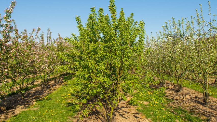 Malus 'Red Sentinel' multi-troncs