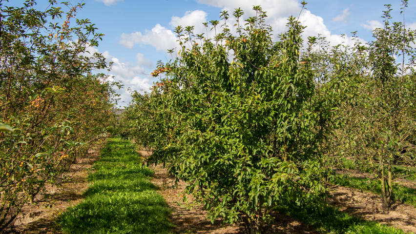 Malus 'Red Sentinel' multi-troncs