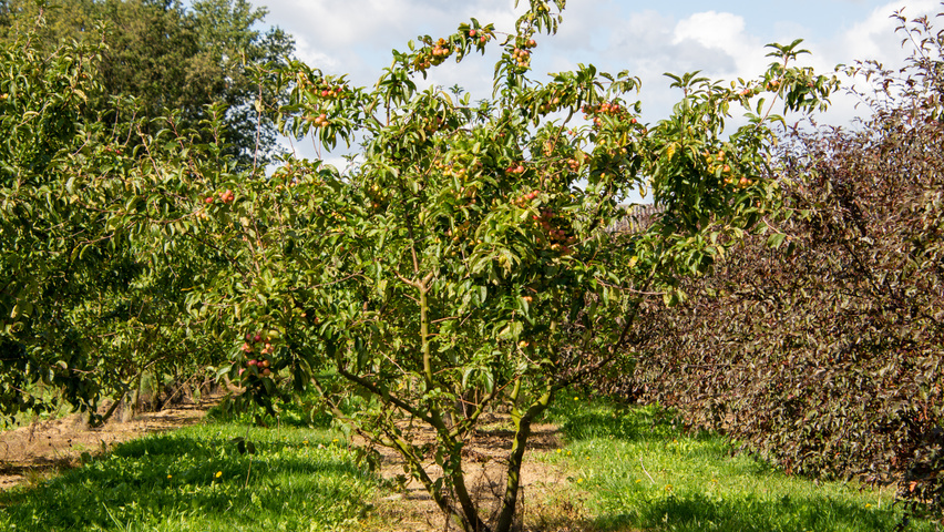 Malus 'Red Sentinel' multi-troncs