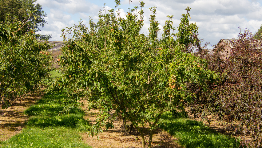 Malus 'Red Sentinel' multi-troncs