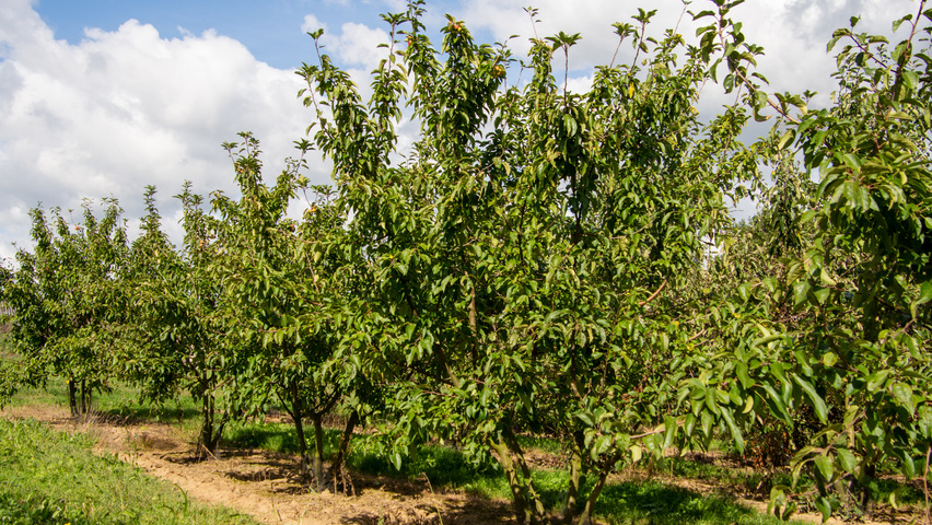 Malus 'Red Sentinel' multi-troncs