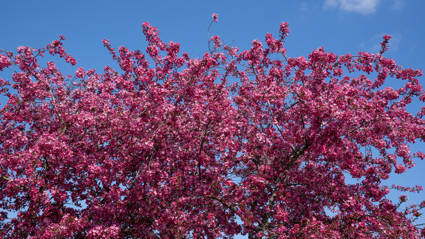 Malus 'Royalty' flowers