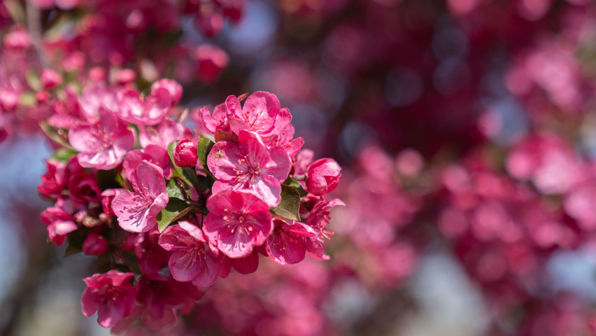 Malus 'Royalty' flowers