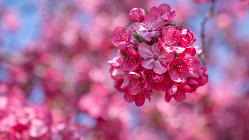 Malus 'Royalty' flowers
