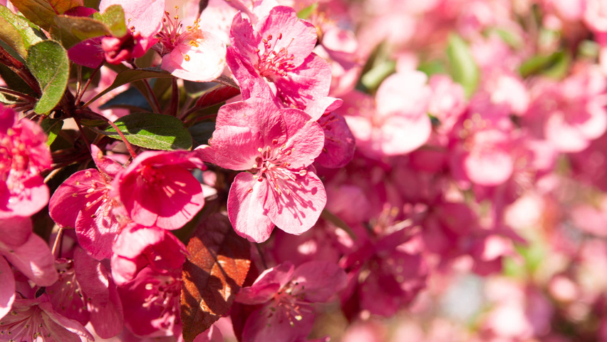 Malus 'Royalty' flowers