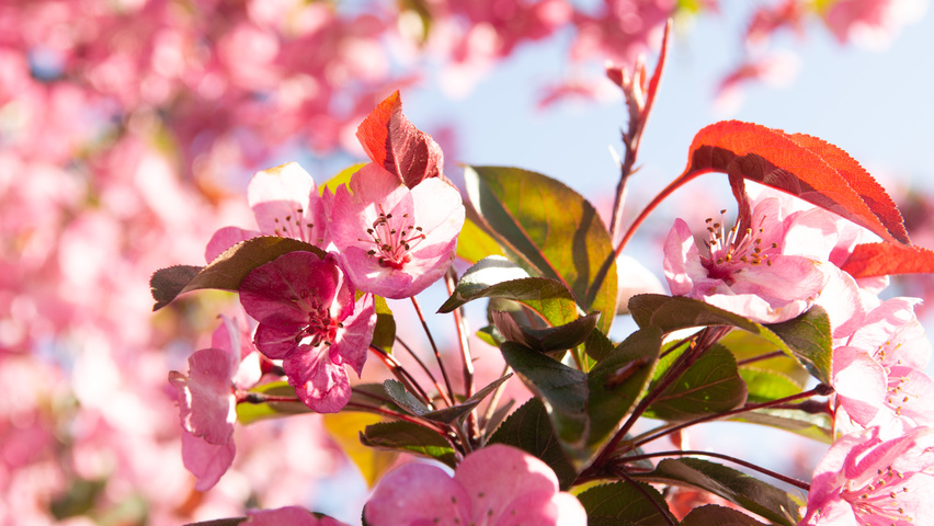 Malus 'Royalty' flowers
