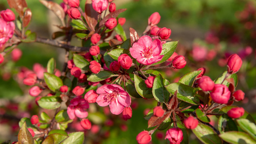 Malus 'Royalty' flowers