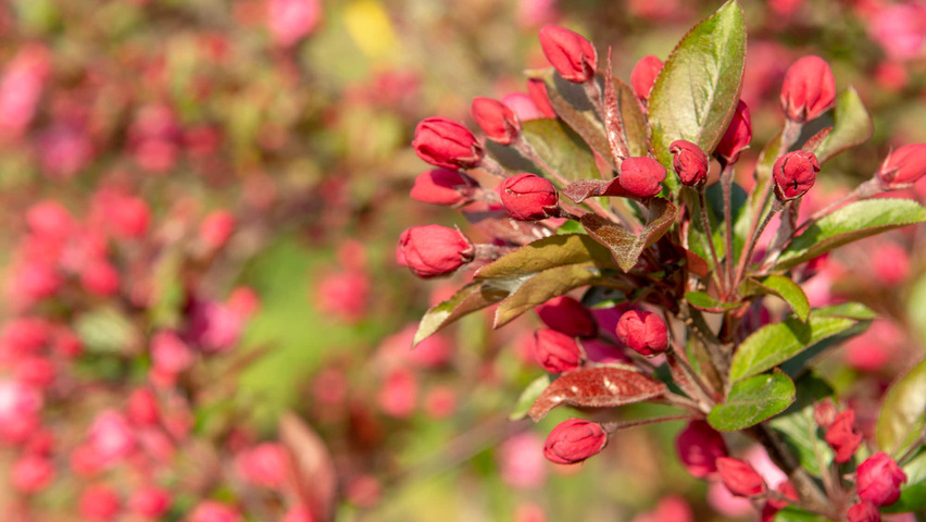 Malus 'Royalty' flowers