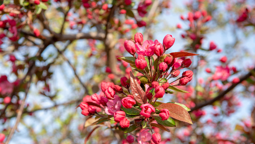 Malus 'Royalty' flowers