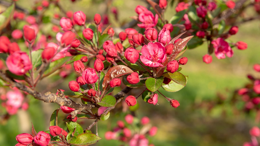 Malus 'Royalty' flowers