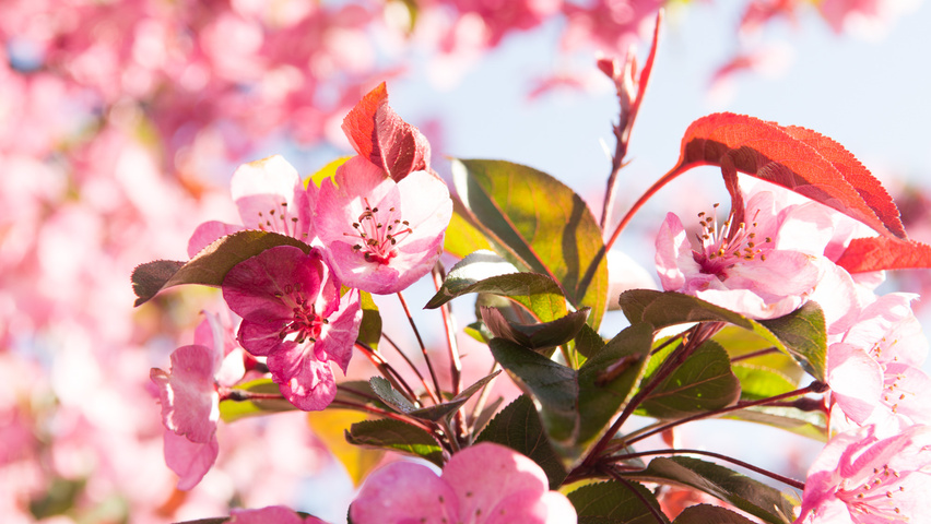 Malus 'Royalty' flowers