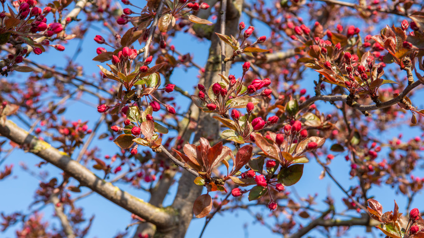 Malus 'Royalty' flowers