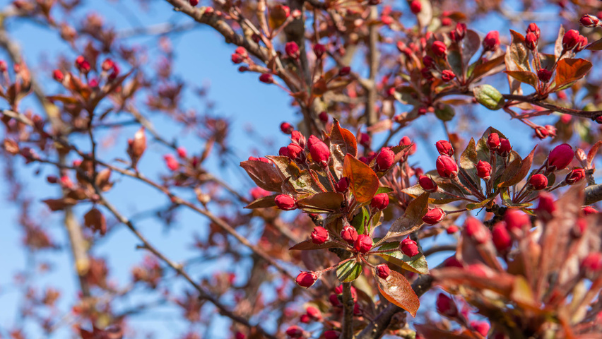 Malus 'Royalty' flowers