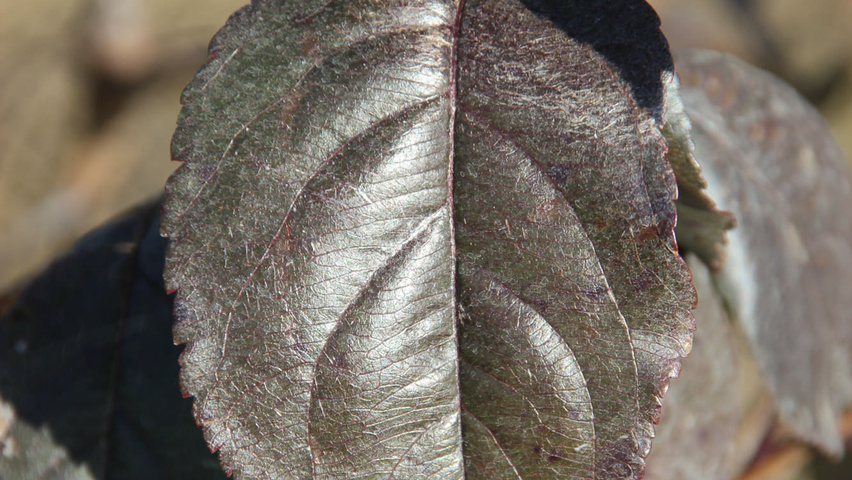 Malus 'Royalty' leaves