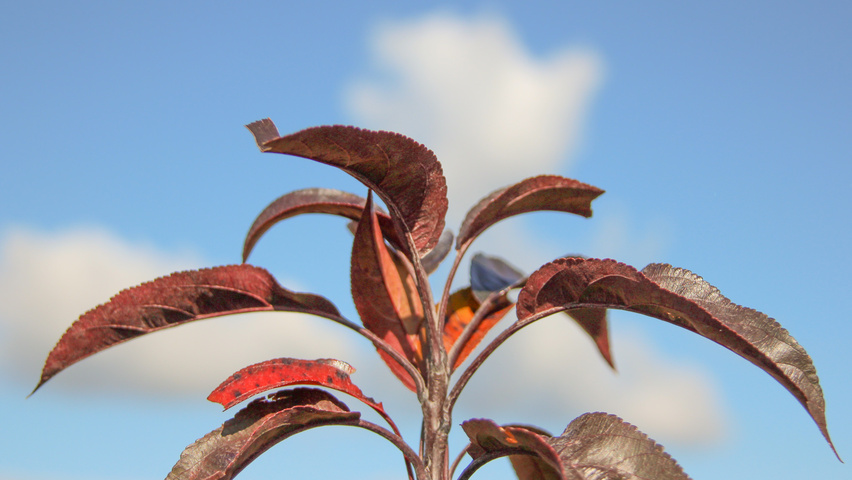 Malus 'Royalty' leaves