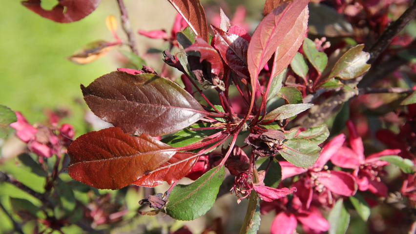 Malus 'Royalty' leaves