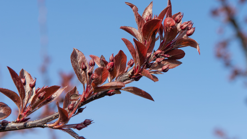 Malus 'Royalty' leaves