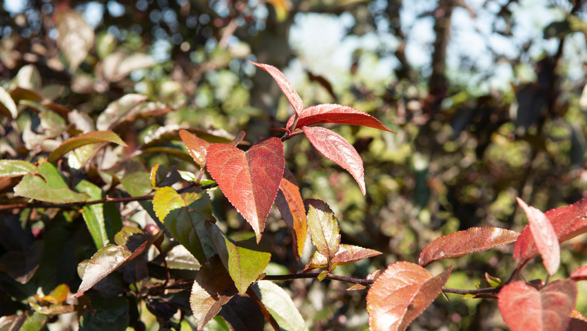 Malus 'Royalty' leaves