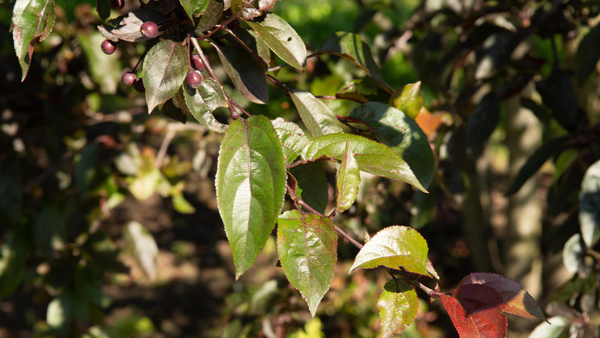 Malus 'Royalty' leaves