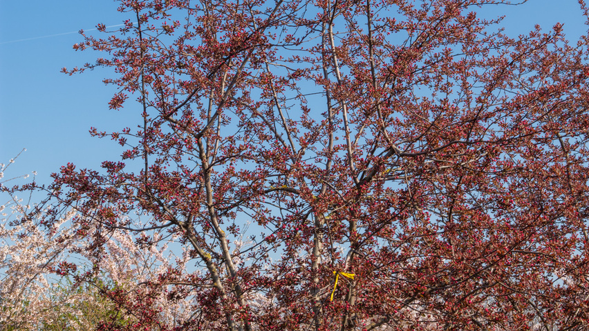 Malus 'Royalty' multi-stem