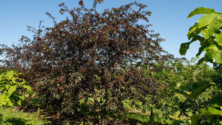 Malus 'Royalty' multi-stem
