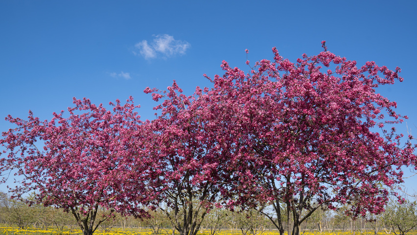 Malus 'Royalty' multi-stem