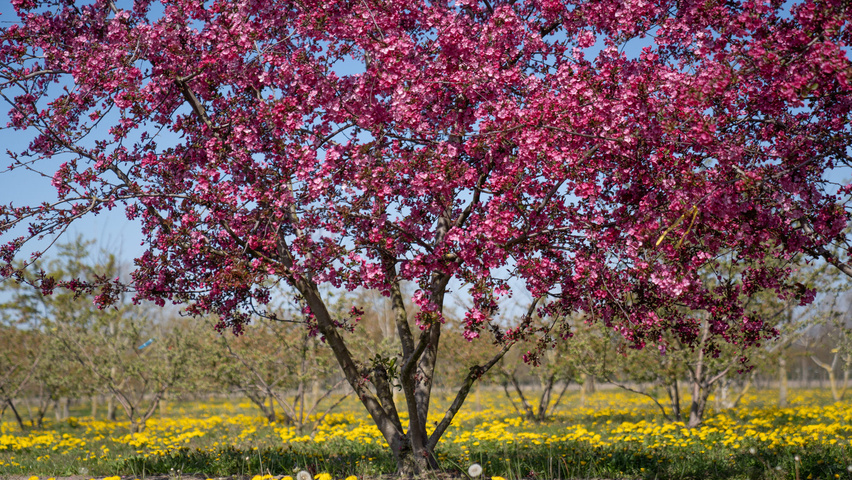 Malus 'Royalty' multi-stem