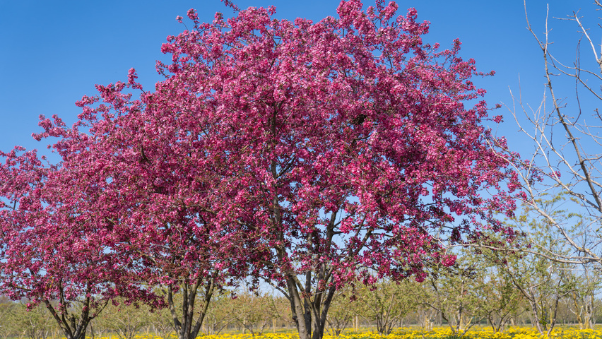 Malus 'Royalty' multi-stem