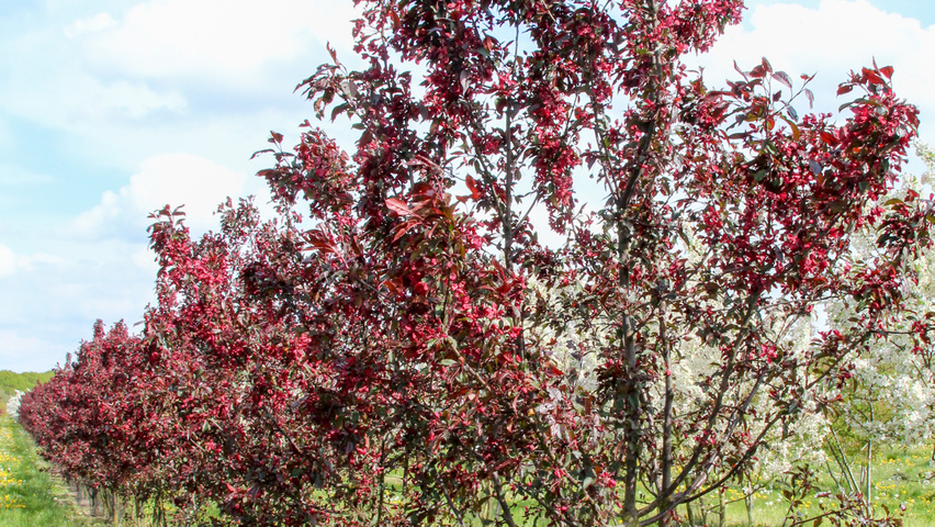 Malus 'Royalty' multi-stem