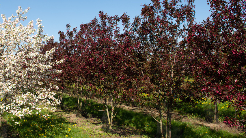 Malus 'Royalty' multi-stem