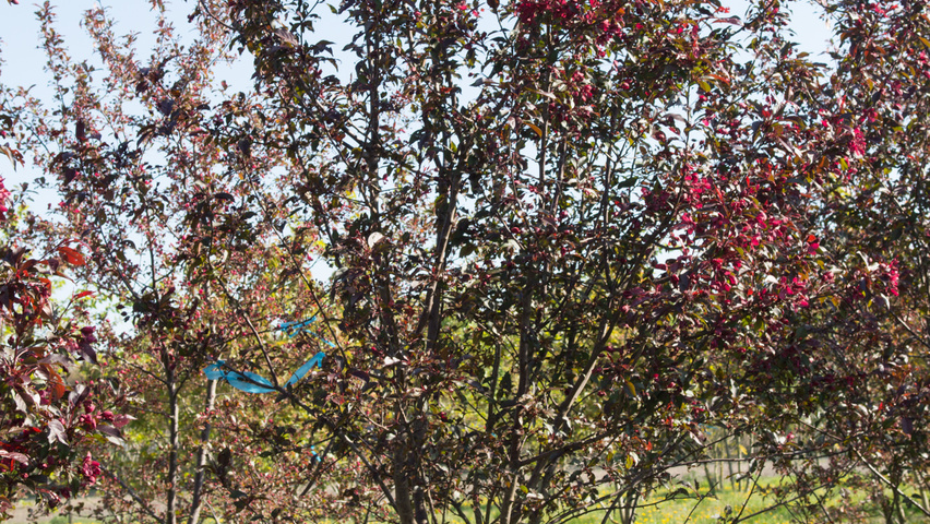 Malus 'Royalty' multi-stem