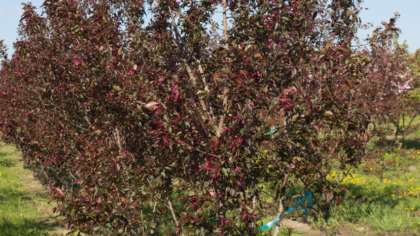 Malus 'Royalty' multi-stem