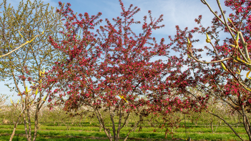 Malus 'Royalty' multi-stem