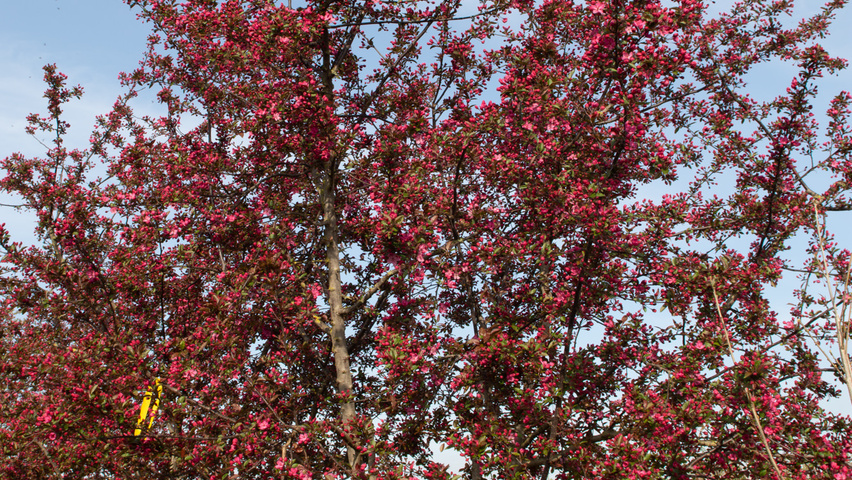 Malus 'Royalty' multi-stem