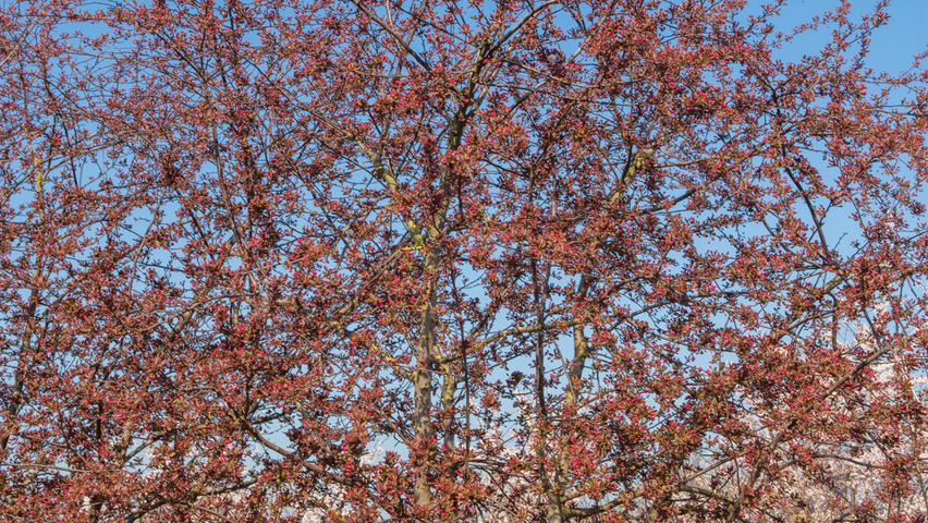 Malus 'Royalty' multi-stem