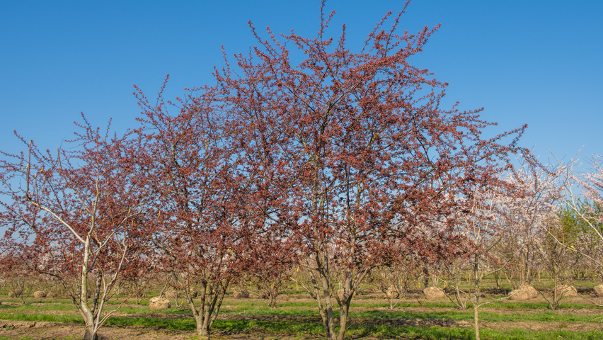 Malus 'Royalty' multi-stem