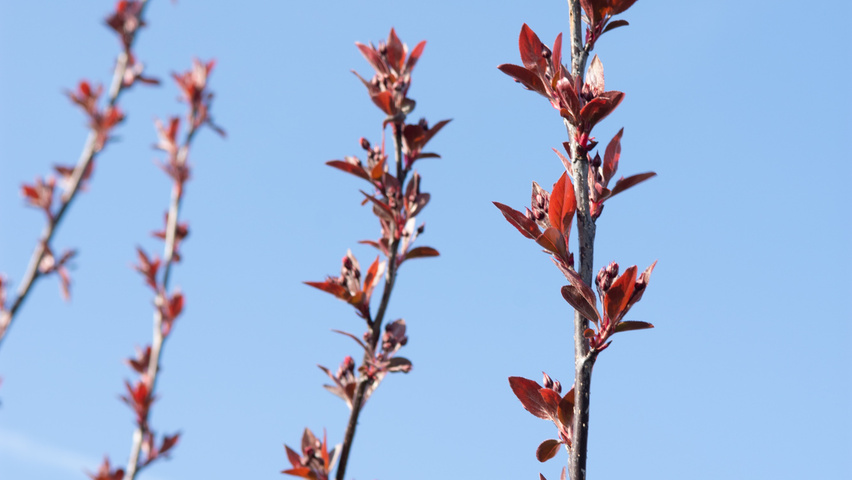 Malus 'Royalty' twigs