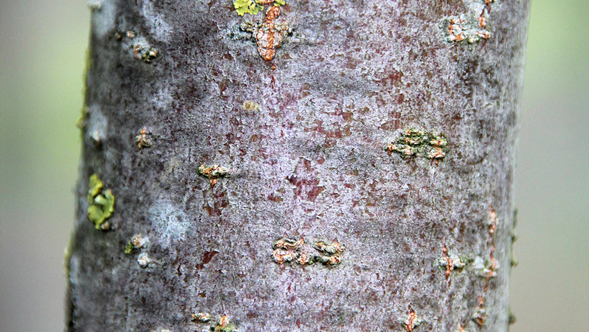 Malus 'Rudolph' kora