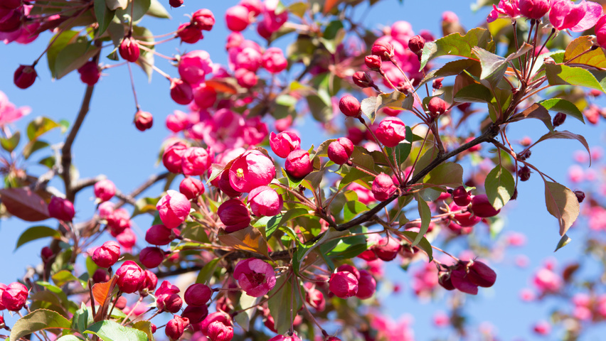Malus 'Rudolph' kwiaty