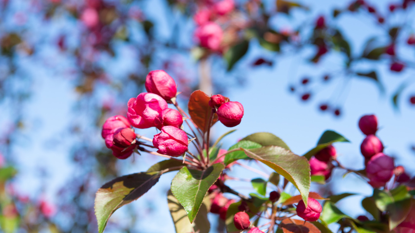 Malus 'Rudolph' kwiaty
