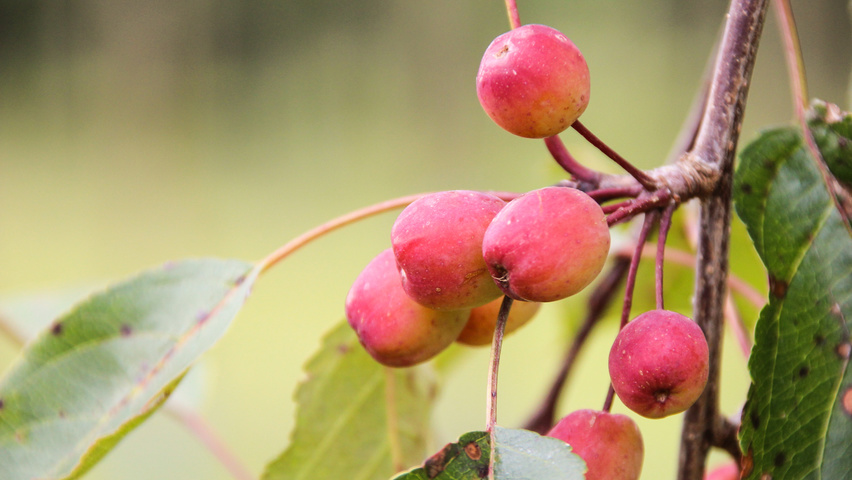 Malus 'Rudolph' owoce