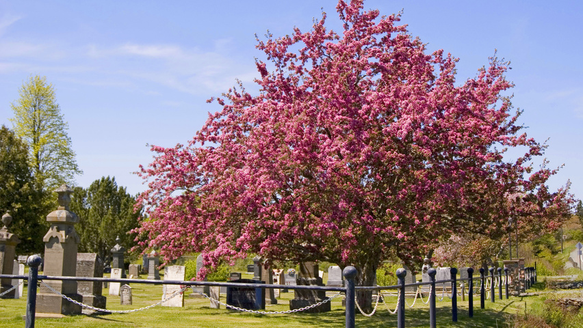 Malus 'Rudolph' półpienne