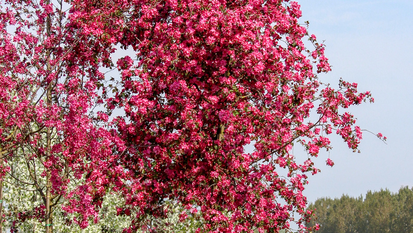 Malus 'Rudolph' pienne