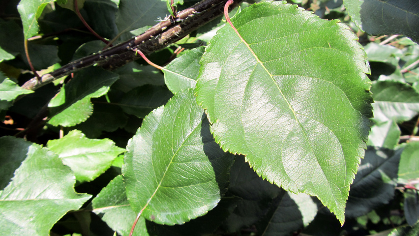 Malus 'Rudolph' liście